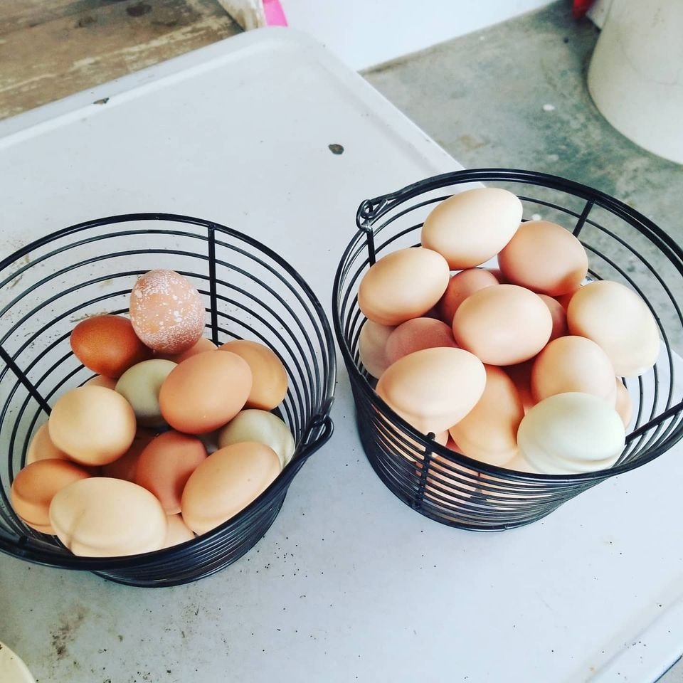 My Eggs 1.jpg