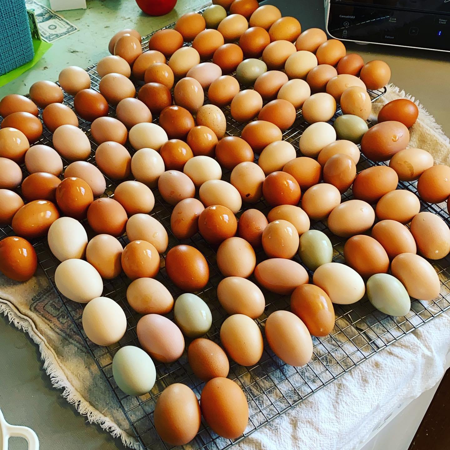 Eggs.jpg