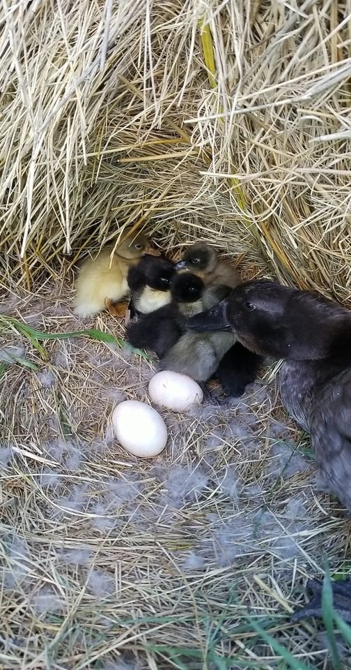 Ducks.jpg