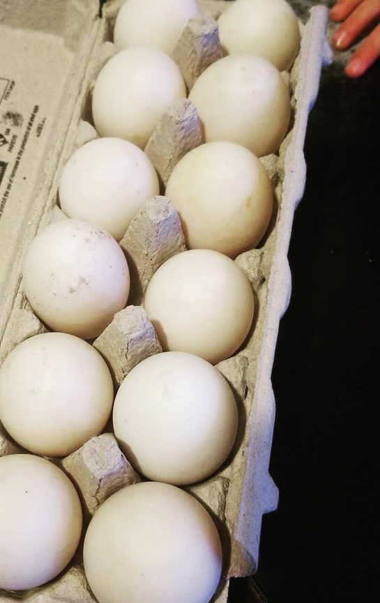 DUCK EGGS $.png