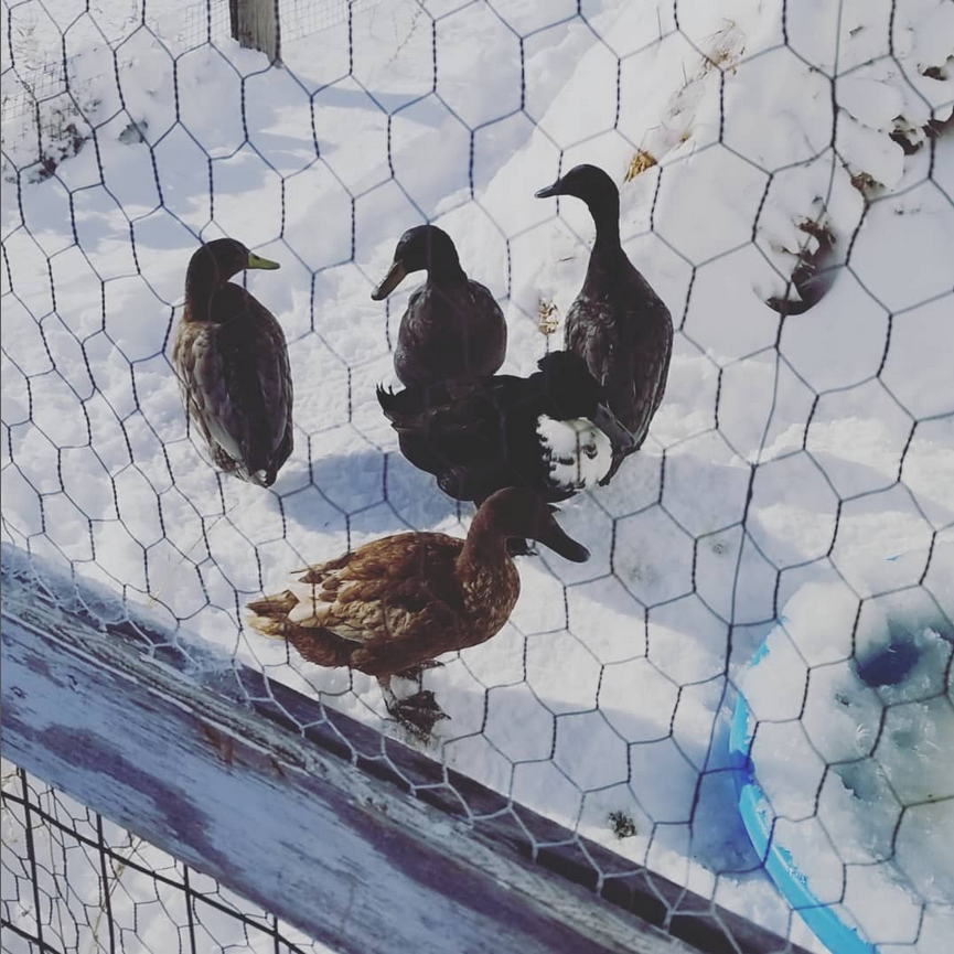 DUCKERS .png