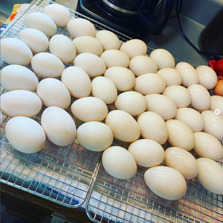 DUCK EGGS WASHED.png