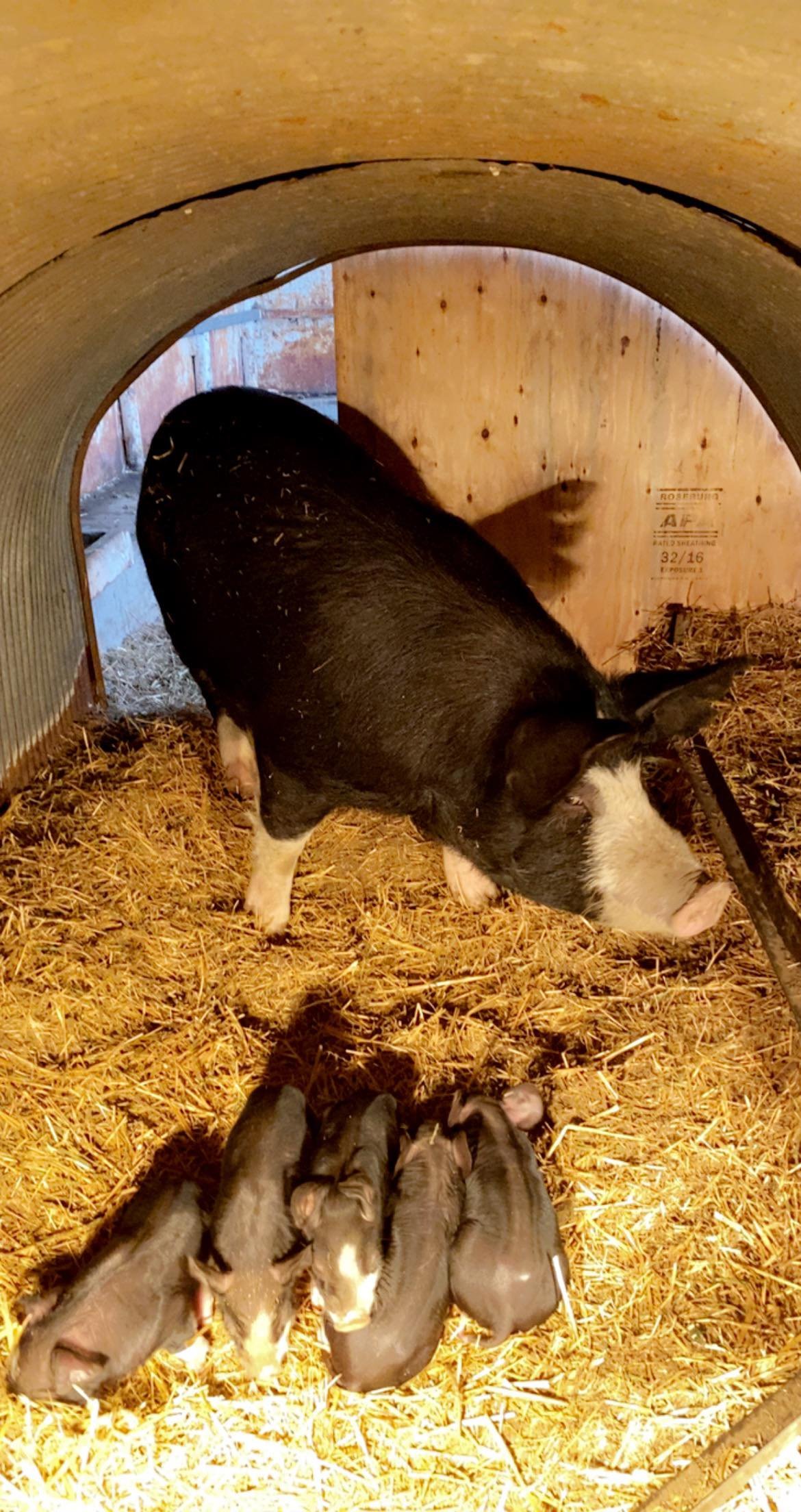 Berkshire Piglets.jpg
