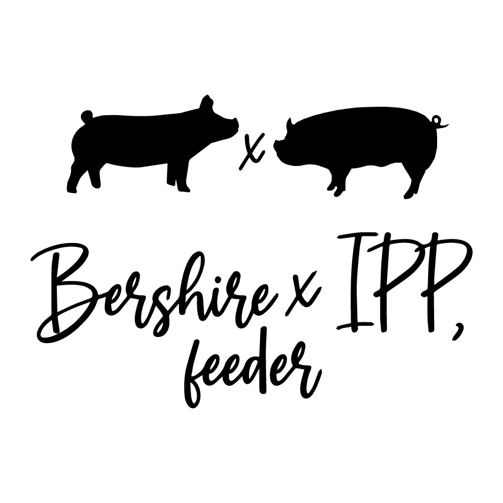 Berkshire X Idaho Pasture Pig