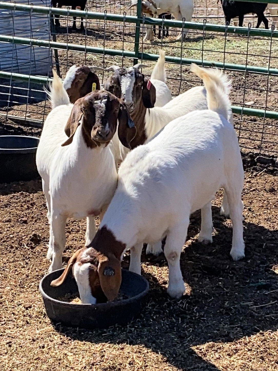 Goats Matt's Pic (2).jpg