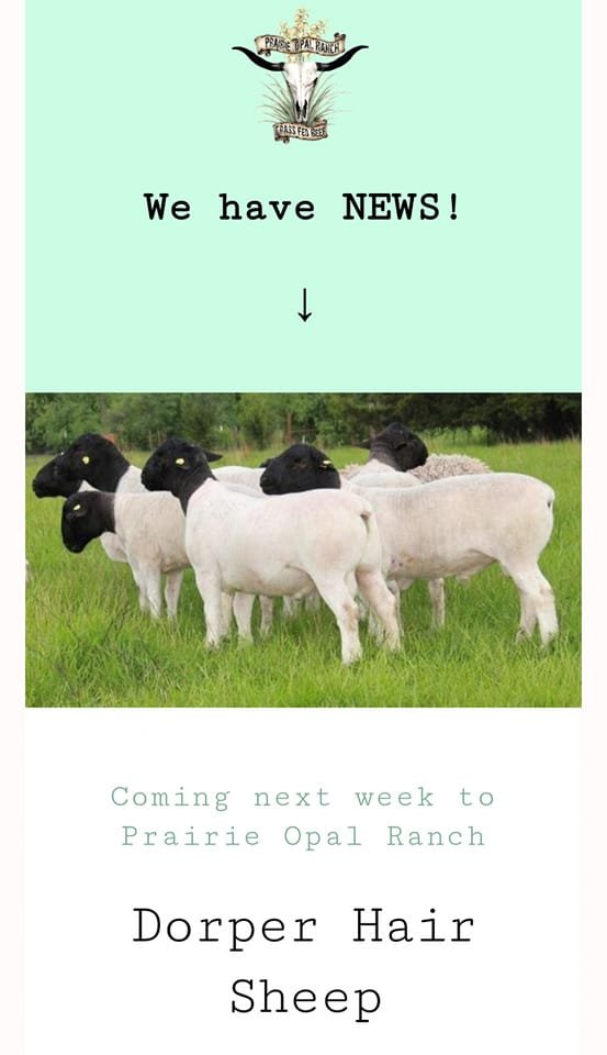 Sheep 2.jpg