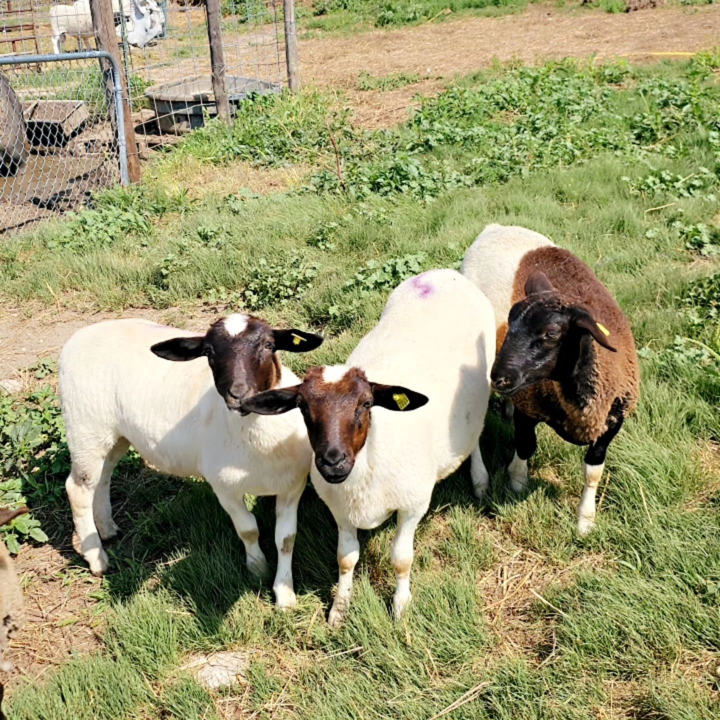 Sheep 1.jpg