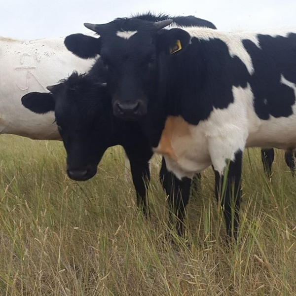 steers.png