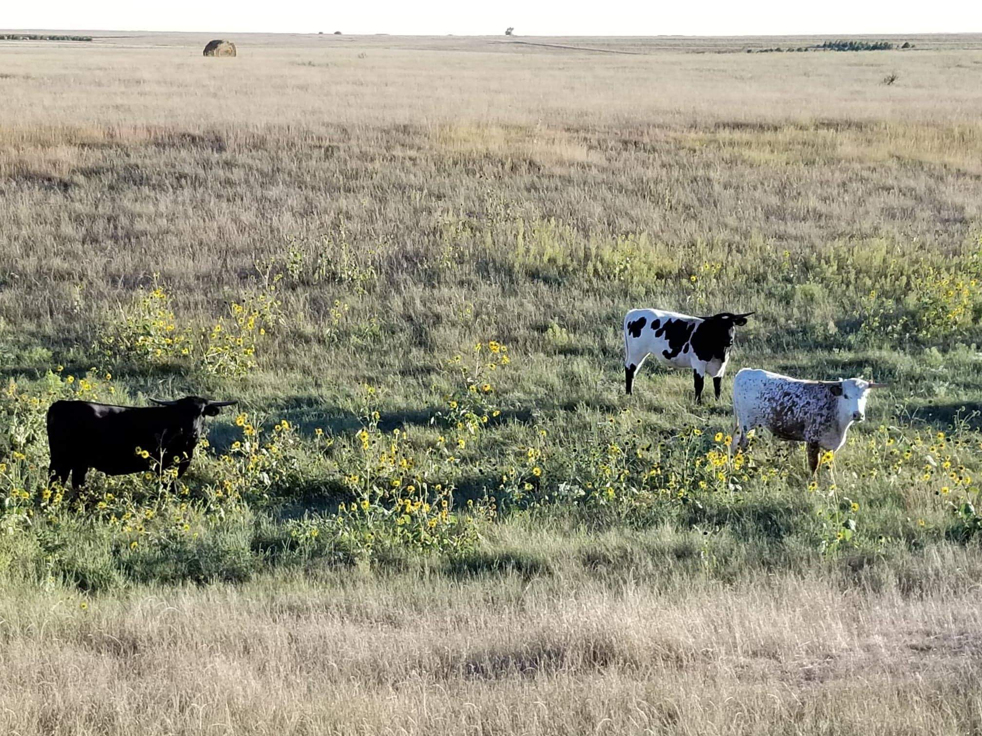 Grass Fed Beef 2.png