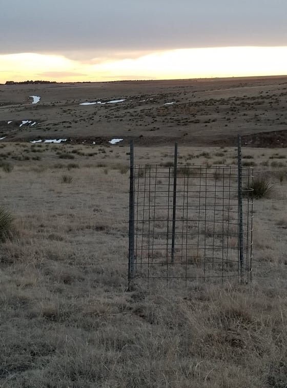 exclusion cage.jpg