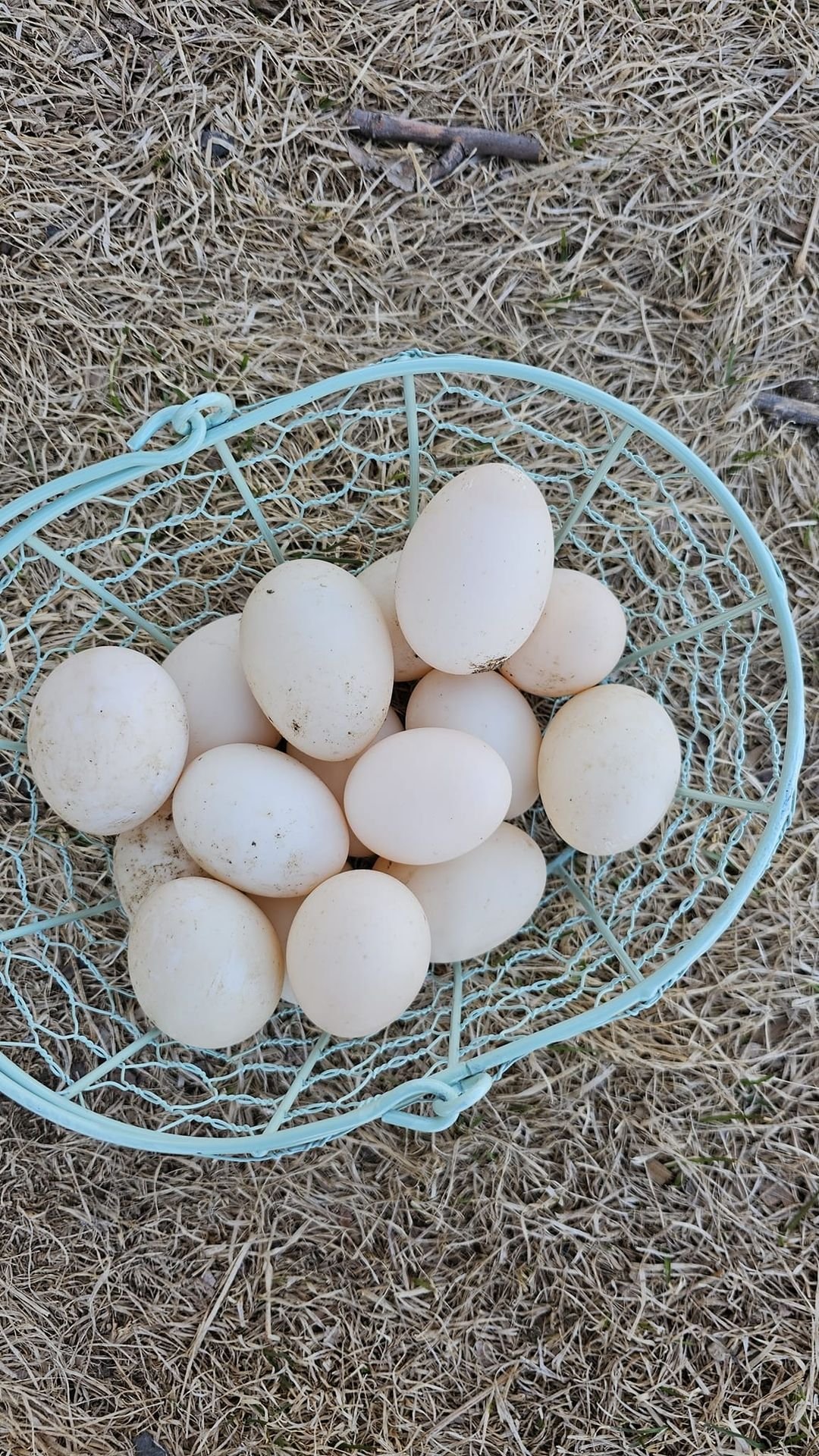 Eggs Duck 1.jpg