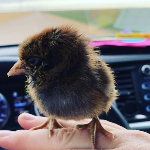 baby chick easter egger.jpg