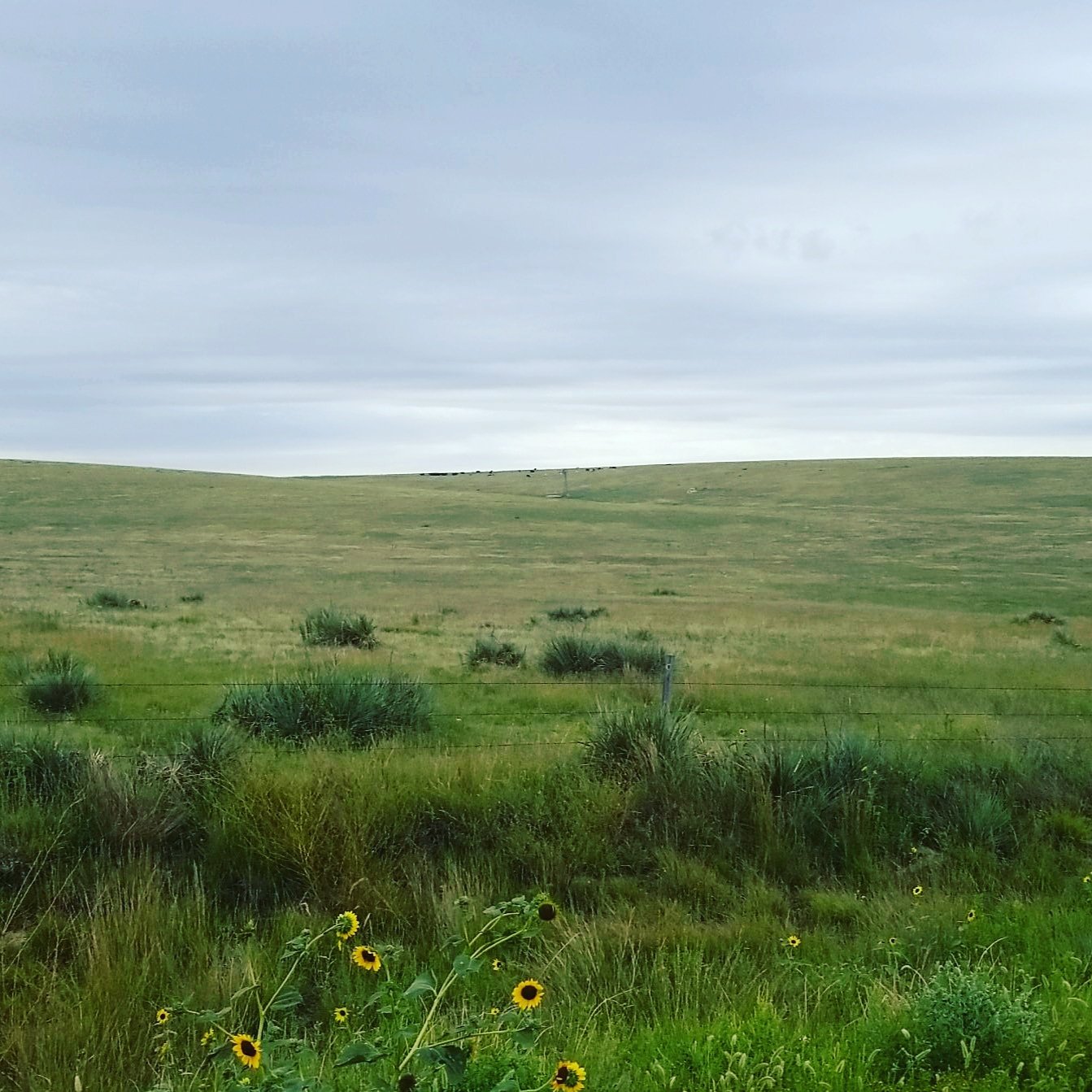 summer grass.jpg
