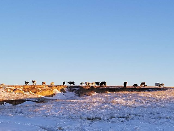 cows winter.png