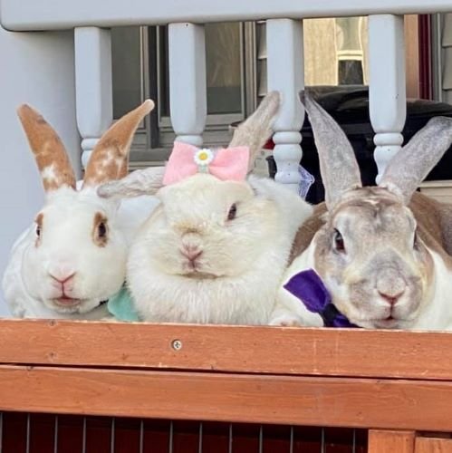 Bunnies (2).jpg