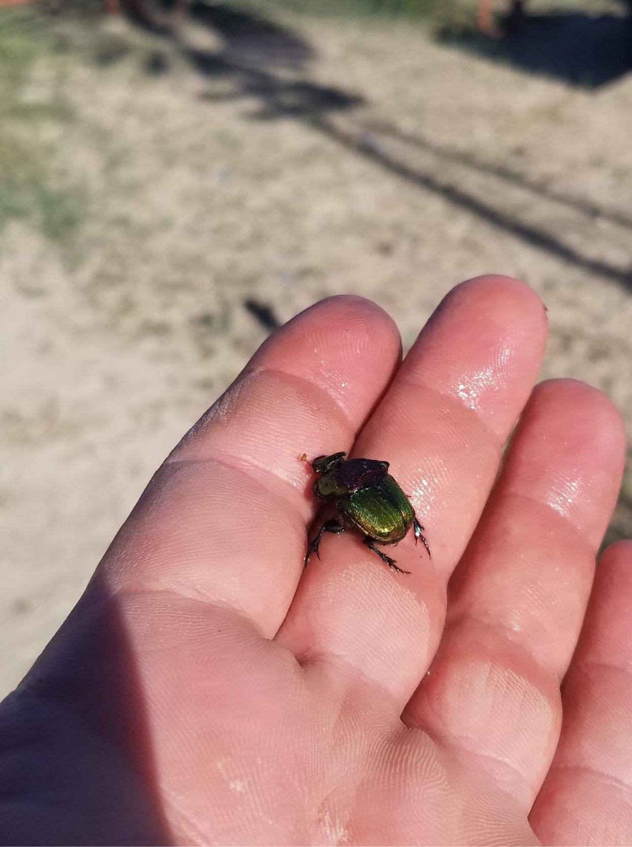 Dung Beetle Heifer Pasture.jpg