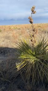 Yucca.jpg