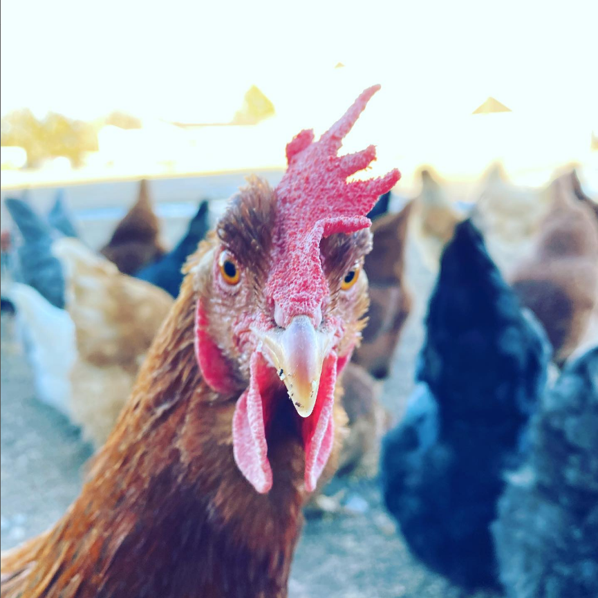 A Chicken T Rex.png