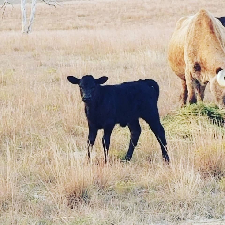 Fall Babies 2020.jpg