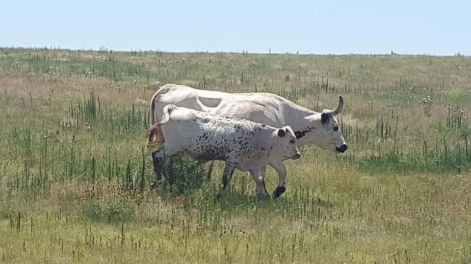 uni cow and calf.jpg