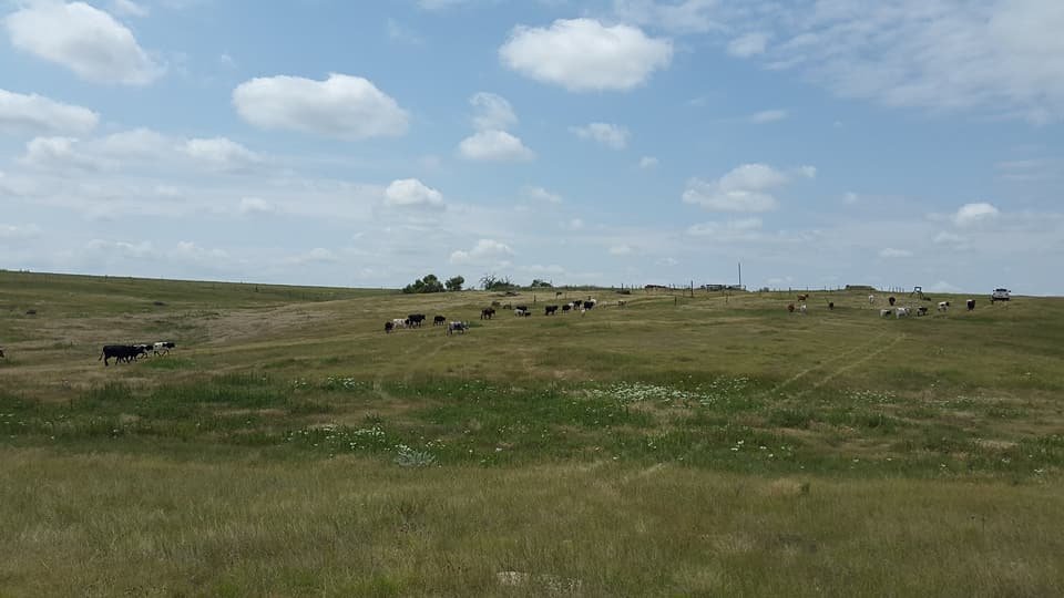 the prairie.jpg