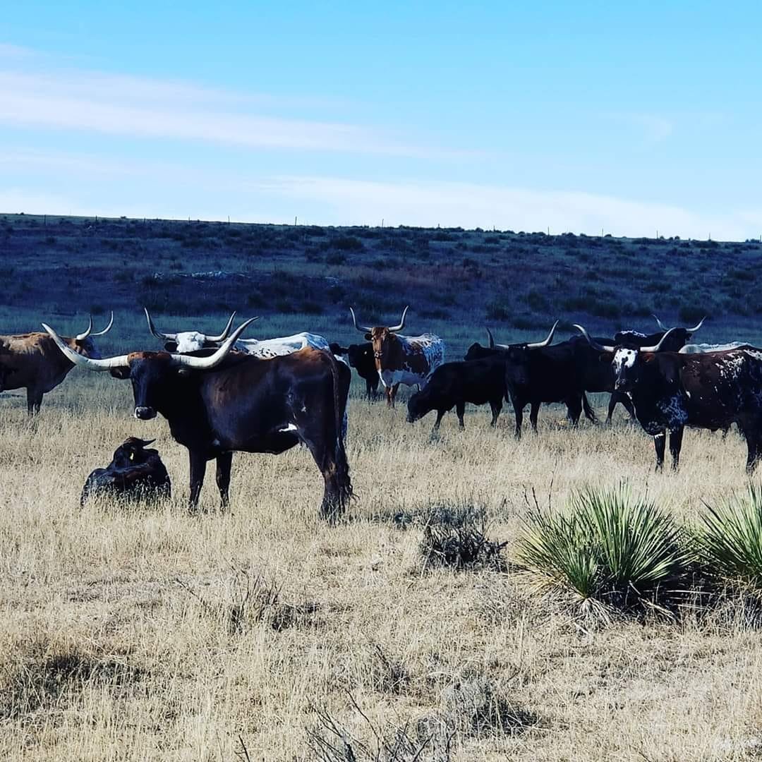 longhorns 2020.jpg