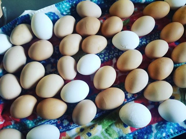 Audree Ellie Eggs .png