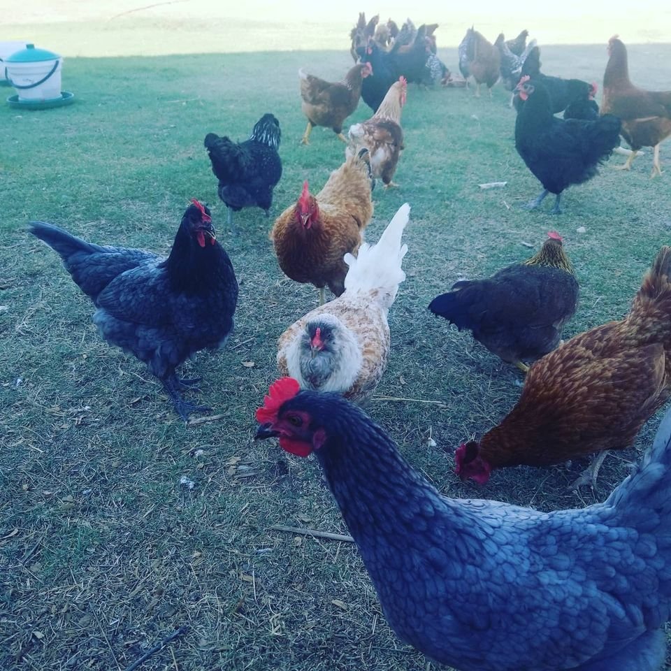 My Girls Chickens.jpg