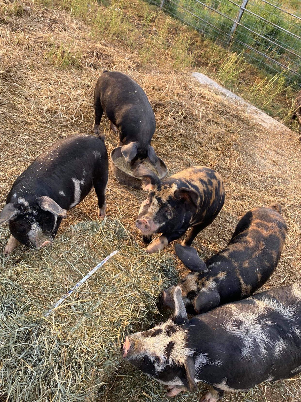 IPP FEEDERS.jpg