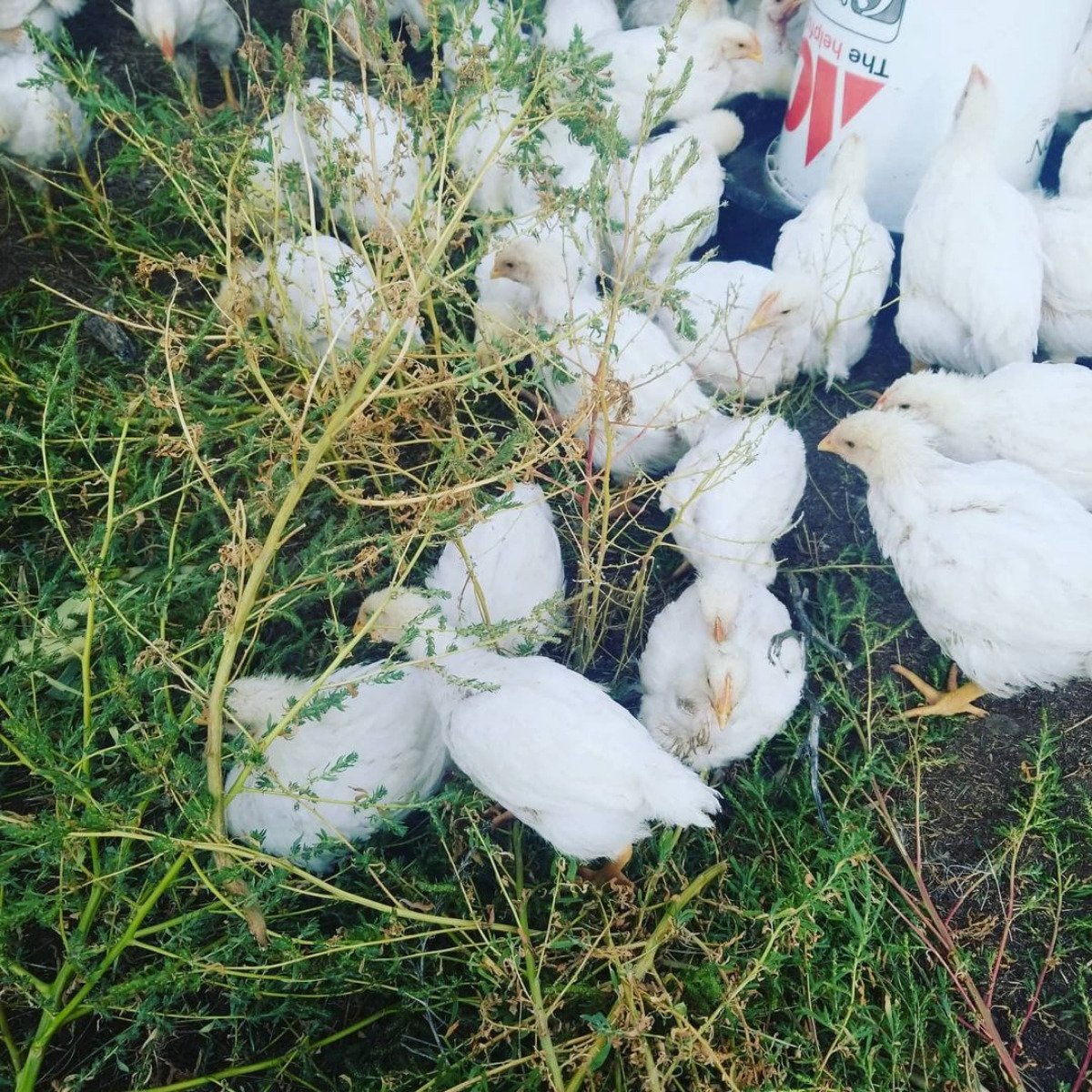 pastured chicken pic 3.jpg
