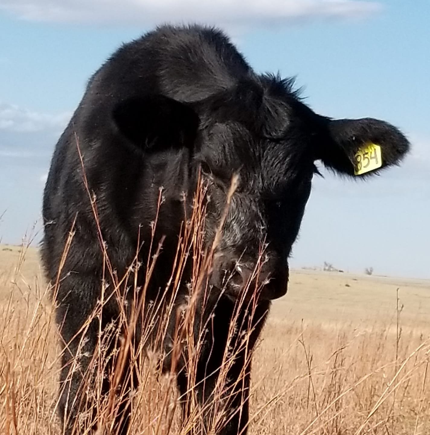 calf POR.jpg