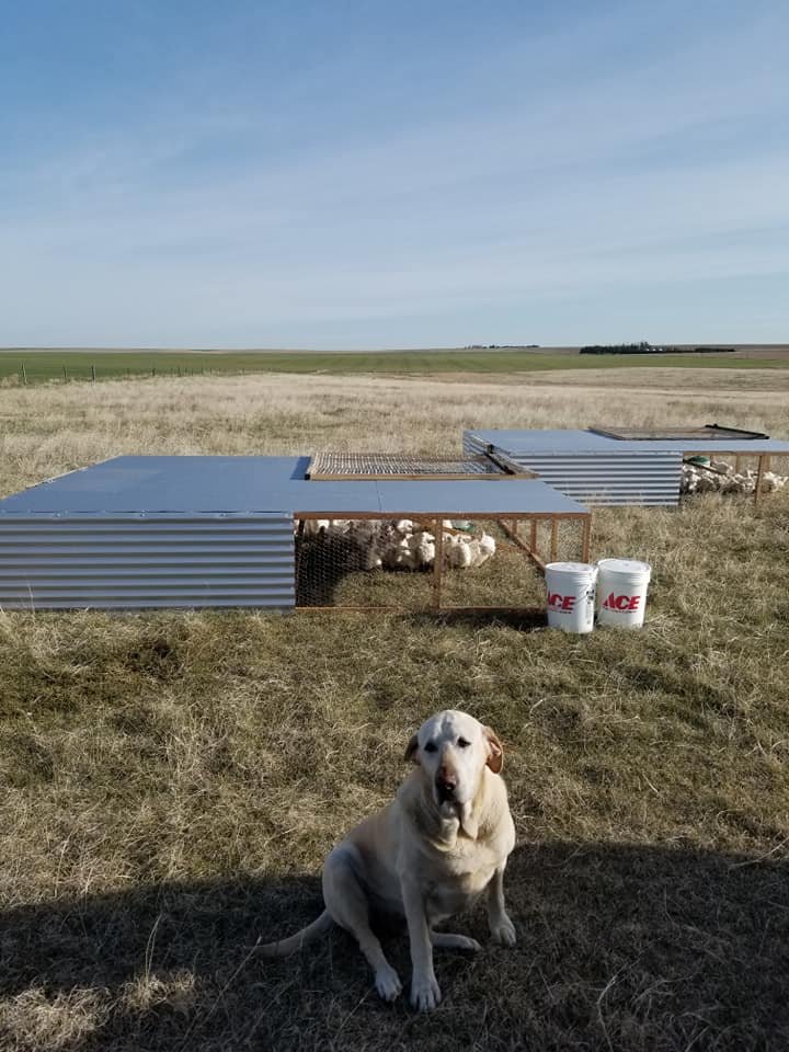 chickens out to pasture.jpg