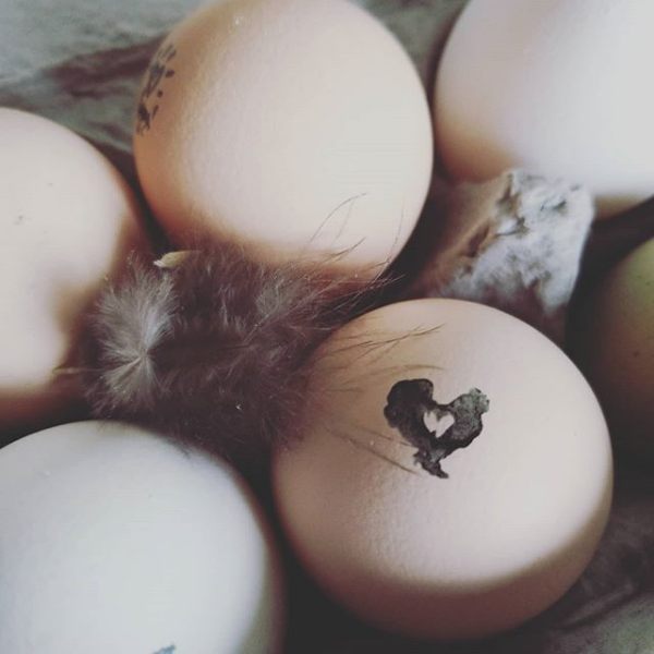 Audree Ellie Eggs 3.png