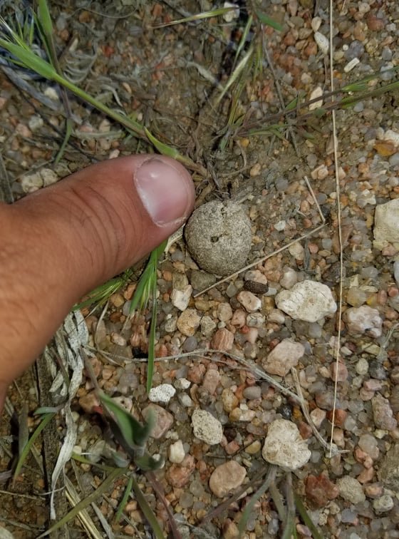 roller dung beetle ball.jpg