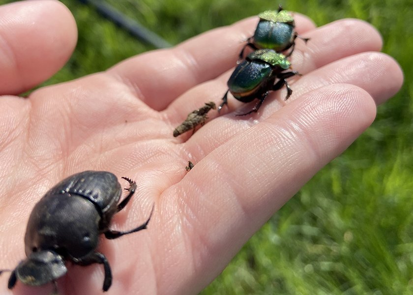 Dung-beetles-840.jpg