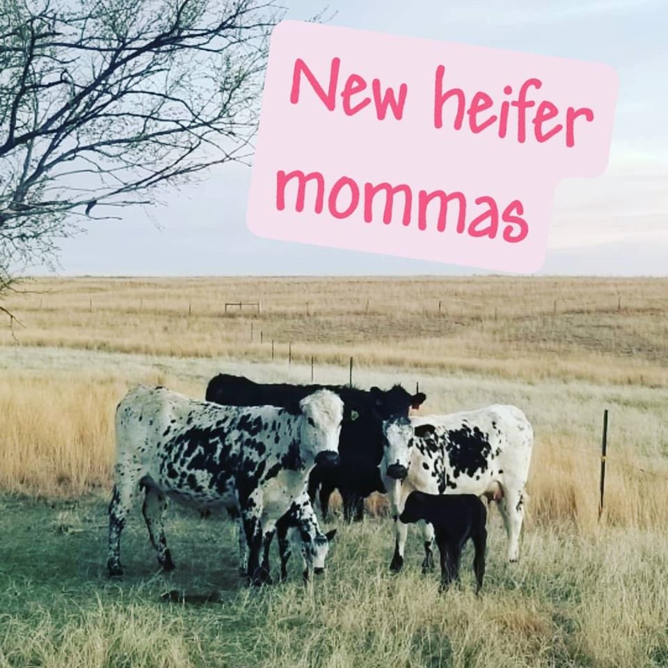 Heifer Mommas.jpg