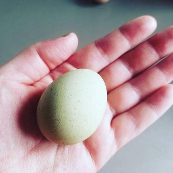 Audree Ellie Eggs 4.png