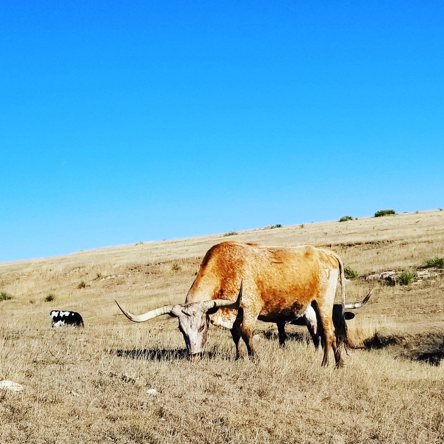 Yellow Roan.jpg