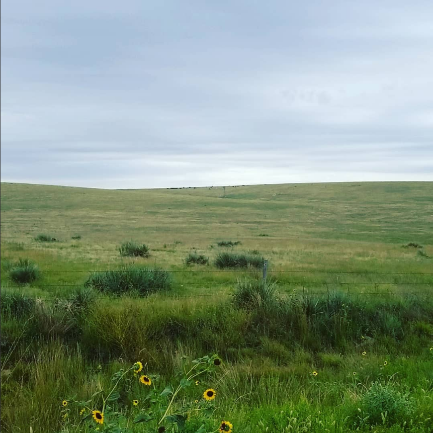 Pastures now 2022.png