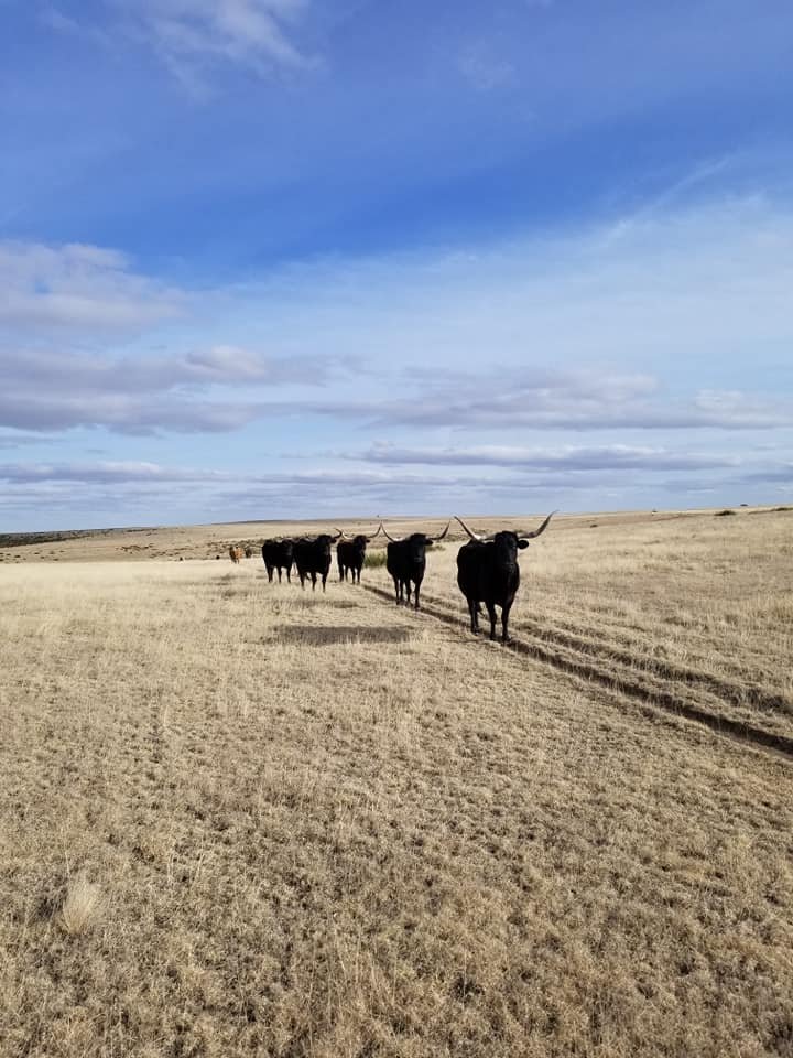 longhorn trail.jpg