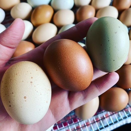 Farm Fresh Free Range Eggs.jpg