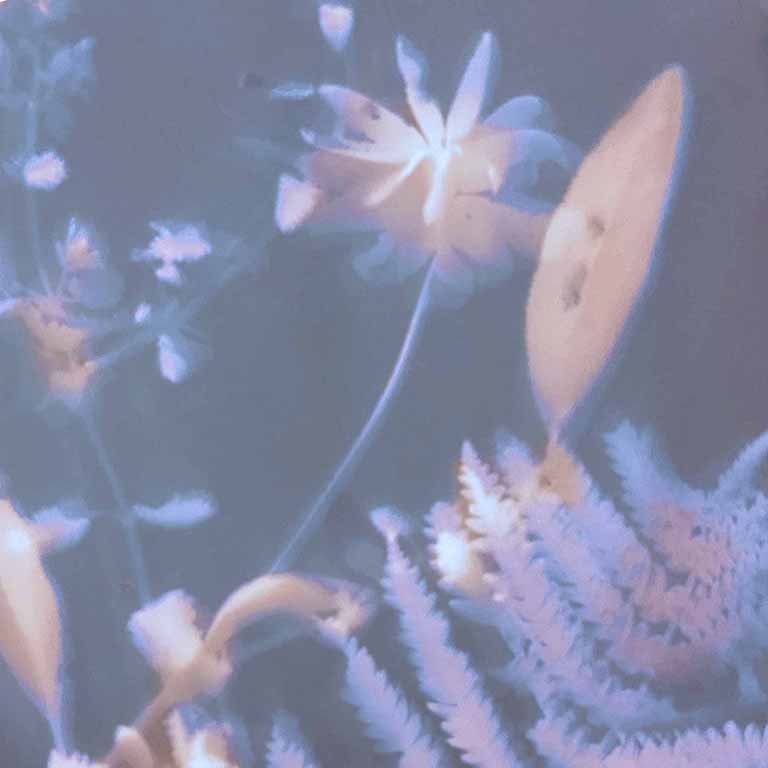 6x6 ferns-1 copy 2.jpg