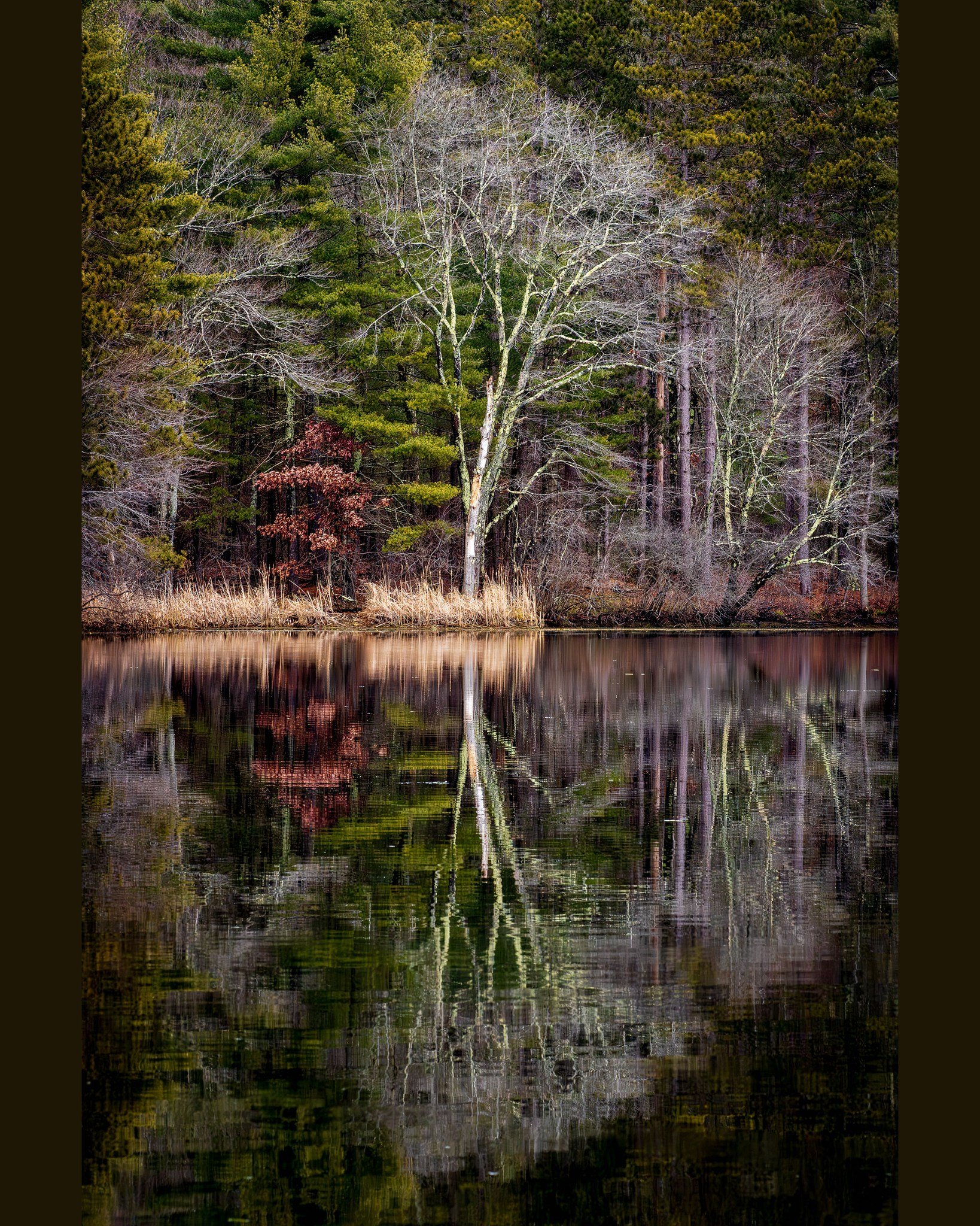 December Tree
I wasn't looking for this image--it found me. The bare limbs of this tree, echoed by others nearby, and reflected to form a hexagonal shape, caught my eye and I knew I had to capture it.  Easier said than done...

To get the shot framed