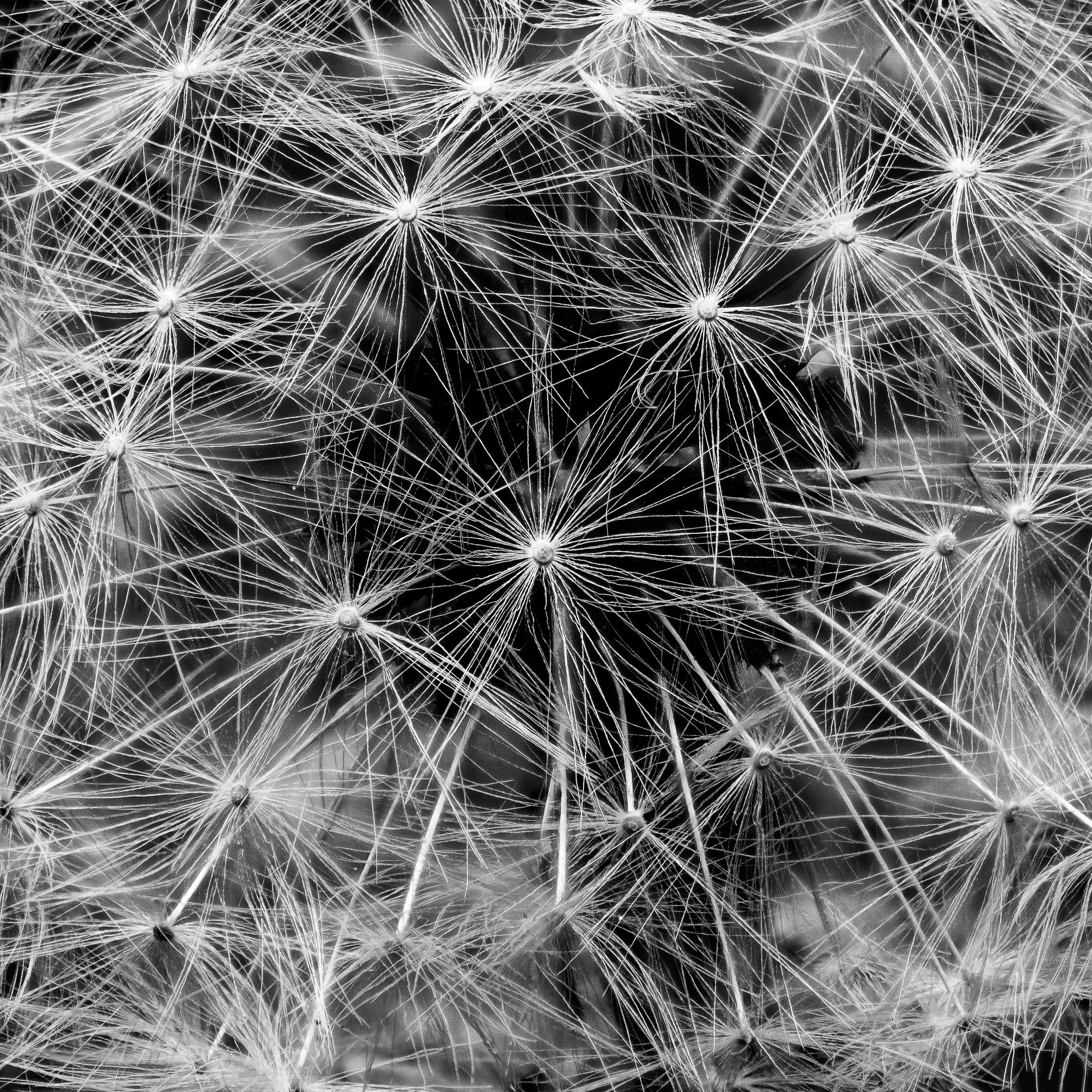 Dandelion Starburst
As a kid, I used to love to pick dandelion seedheads and launch the seeds on their journey with a puff of breath.  Today, I simply sigh seeing dandelions in my lawn and try cut them before they go to seed.  But when you take a clo