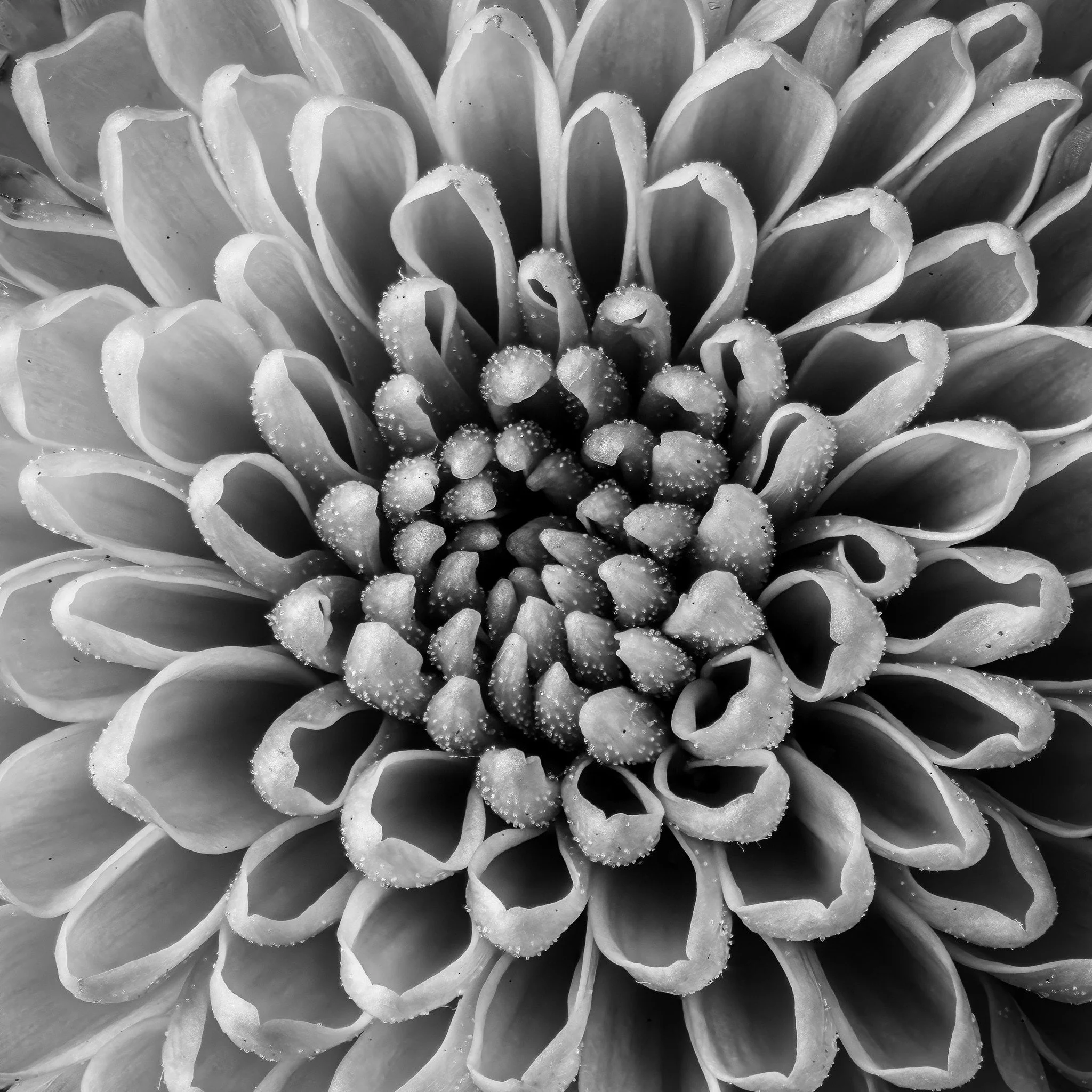 Chrysanthemum
The chrysanthemum, or &quot;mum,&quot; gets its Western name from the Greek words for &quot;gold&quot; and &quot;flower&quot;. First cultivated in China, where it symbolizes a long and happy life, the flower has special meaning in other