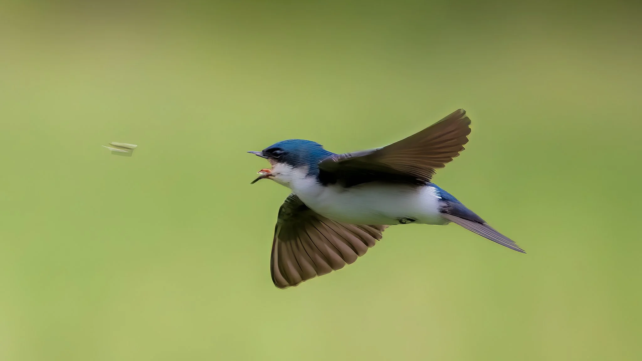 Open Wide, Swallow
I forgot my bug repellent on a recent visit to Bolton Flats, and the mosquitoes were out in force.  Unlucky for me, but a banquet for several tree swallows feeding over the fields.  It's hard enough to track these birds in flight w