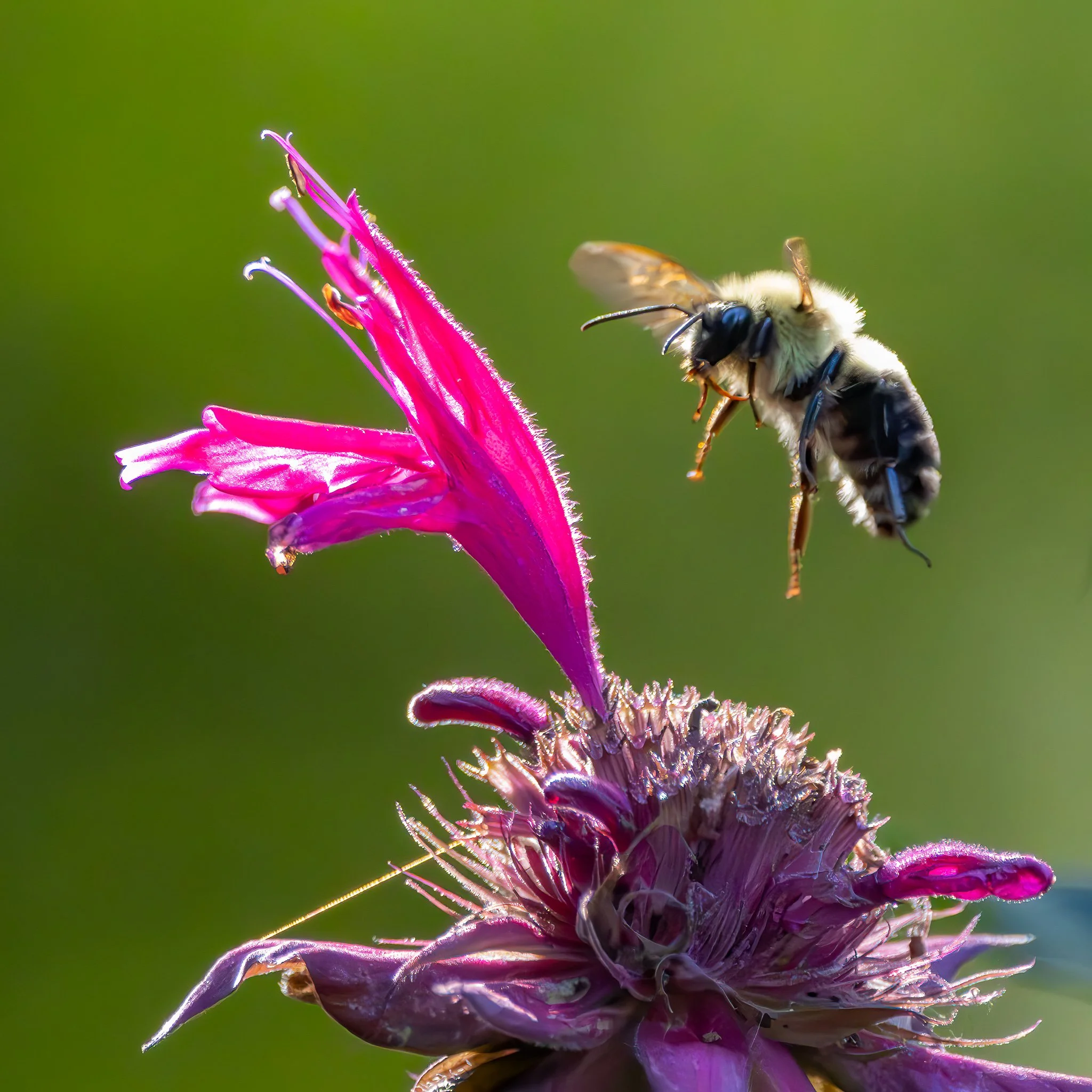 Landing Gear: Check! 🐝
The bees were busy on this July evening, and they appeared to glow with the backlighting.  I caught this bumblebee in flight as it prepared to land on a beebalm flower.
 #bumblebee #bumblebee #beebalm #beebalm🐝 #flowers🌸 #fl