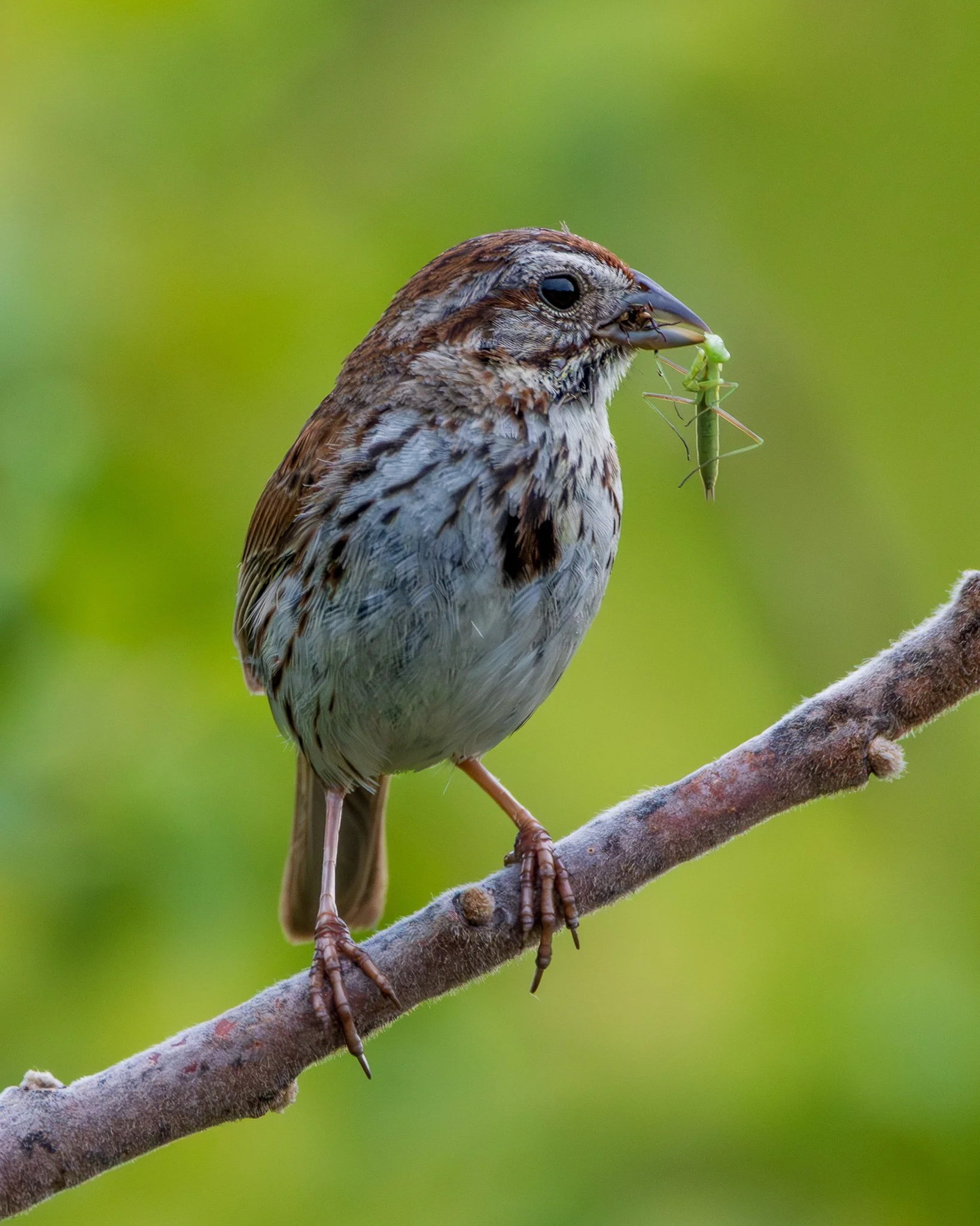 Song Sparrow with Mantis and Insect (ZOOM IN!)
This Song Sparrow must have picked up some take-out to bring home for dinner.  While the mantis is easy to see, I was surprised to see the head of an insect sticking out of its beak after I saw the image