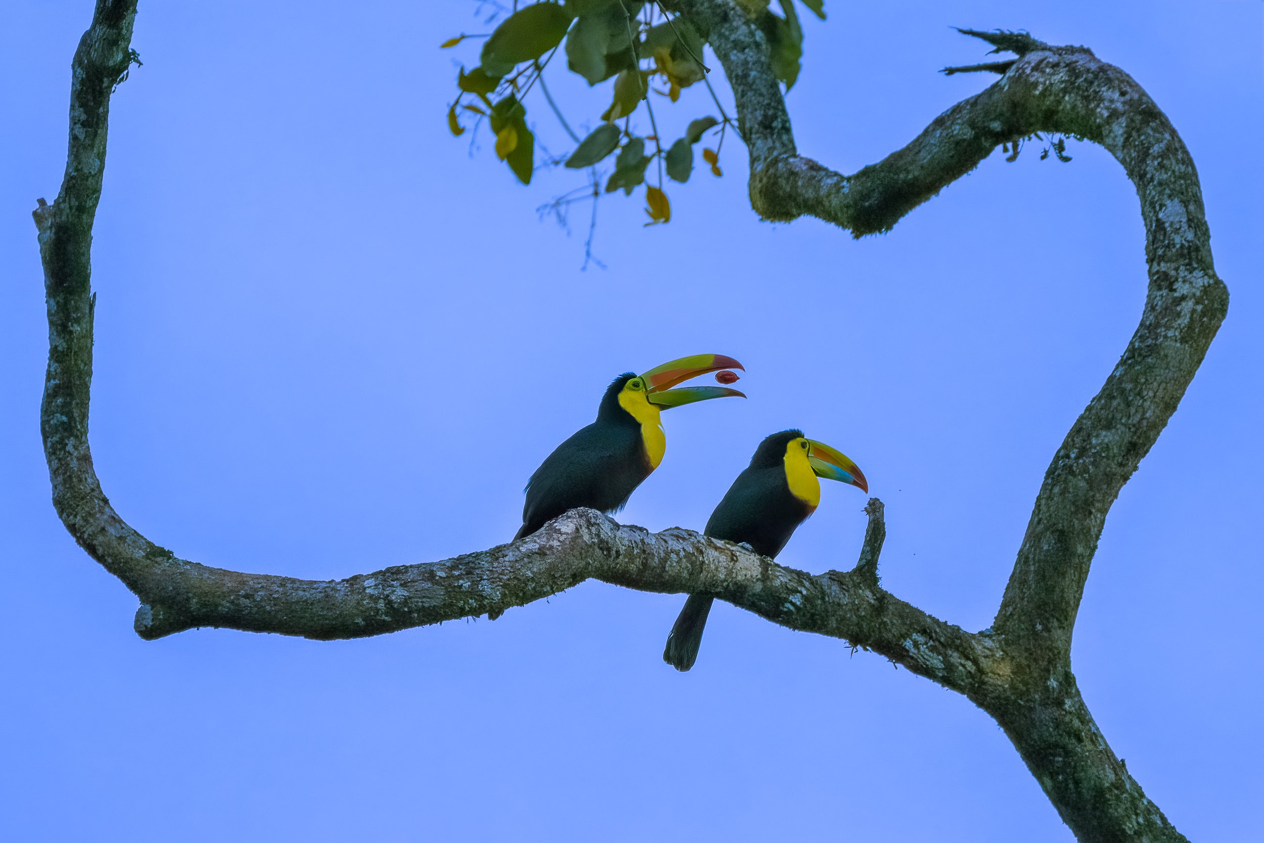 20230220-Toucan Toss-Jeff Kubick.jpg