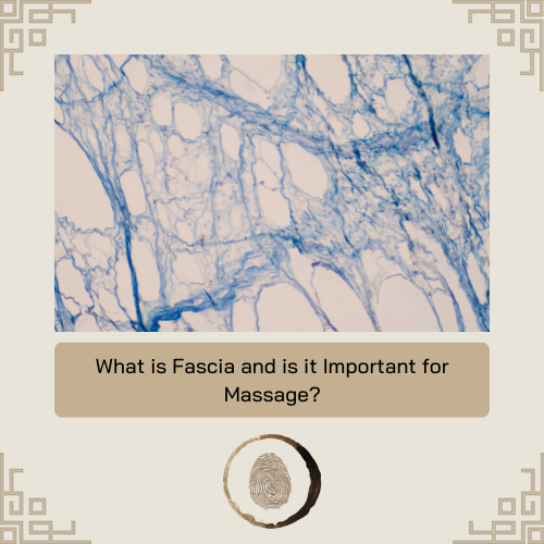 What is Fascia and is it Important for Massage?
